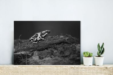 Leinwandbilder - 30x20 cm - Grüner Pfeilgiftfrosch auf einem Baumstumpf in Costa Rica