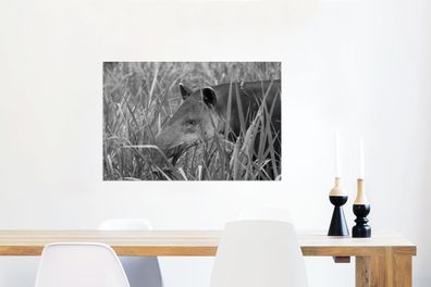 Glasbilder - 90x60 cm - Mittelamerikanischer Tapir im Nationalpark von Costa Rica in