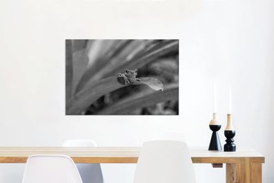 Leinwandbilder - 60x40 cm - Rotaugenmakak-Frosch zwischen den Blättern in Costa Rica