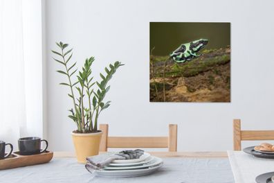 Leinwandbilder - 50x50 cm - Grüner Pfeilgiftfrosch auf einem Baumstamm in Costa Rica