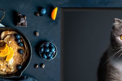 Herdabdeckplatte - 75x52 cm - Katze - Haustiere - Licht