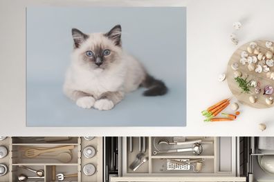 Herdabdeckplatte - 70x52 cm - Katze - Ragdoll Katze - Blau