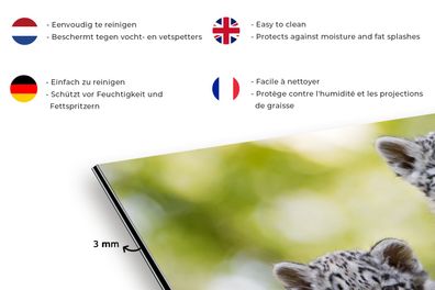 Spritzschutz Küche - 120x60 cm - Leopard - Jungtiere - Steine (Gr. 120x60 cm)