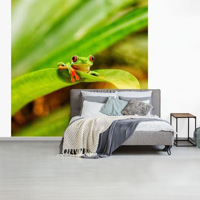 Fototapete - 240x240 cm - Rotaugen-Makakenfrosch zwischen den Blättern in Costa Rica
