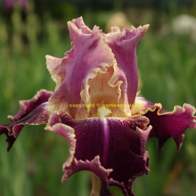 Schwertlilie Bart-Iris New Leaf