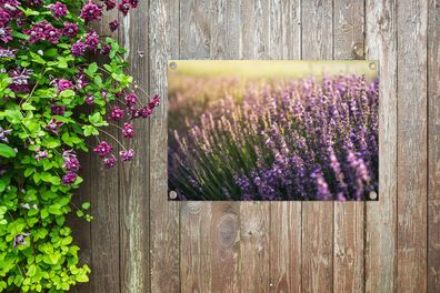 Gartenposter - 90x60 cm - Lavendel auf einem Feld (Gr. 90x60 cm)