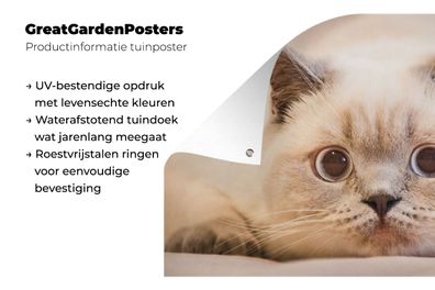 Gartenposter - 180x120 cm - Katze - Weiß - Großaufnahme (Gr. 180x120 cm)