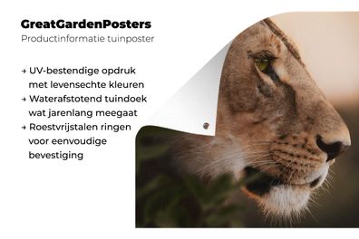 Gartenposter - 100x100 cm - Löwe - Wilde Tiere - Dschungel (Gr. 100x100 cm)