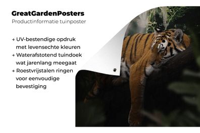 Gartenposter - 100x100 cm - Tiere - Tiger - Dschungel (Gr. 100x100 cm)