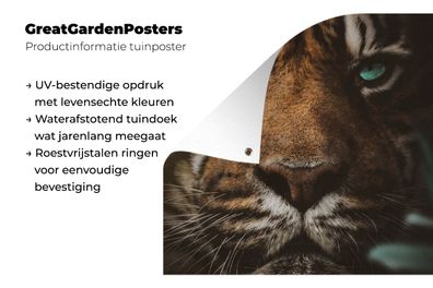 Gartenposter - 100x100 cm - Tiere - Tiger - Wild (Gr. 100x100 cm)