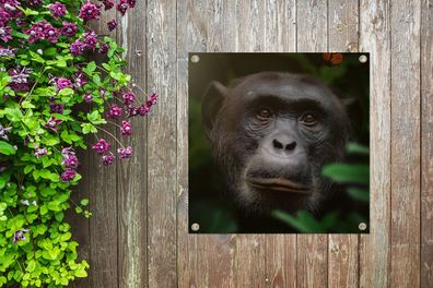 Gartenposter - 100x100 cm - Tiere - Affe - Dschungel (Gr. 100x100 cm)