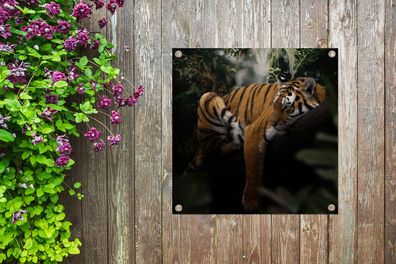 Gartenposter - 50x50 cm - Tiere - Tiger - Dschungel (Gr. 50x50 cm)