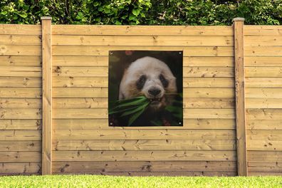 Gartenposter - 100x100 cm - Tiere - Panda - Dschungel (Gr. 100x100 cm)