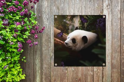 Gartenposter - 50x50 cm - Tiere - Dschungel - Panda (Gr. 50x50 cm)