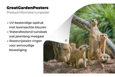 Gartenposter - 180x120 cm - Familie - Tiere - Erdmännchen (Gr. 180x120 cm)