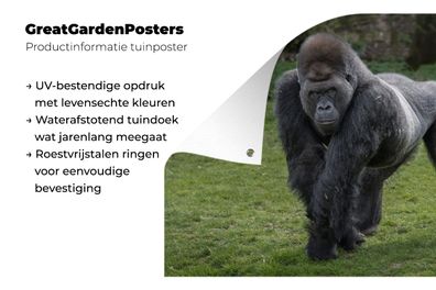 Gartenposter - 120x80 cm - Ein Gorilla geht auf seinen Händen und Beinen
