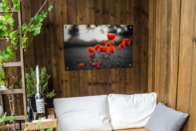 Gartenposter - 90x60 cm - Rote Mohnblumen vor schwarzem und weißem Hintergrund