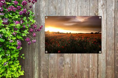 Gartenposter - 90x60 cm - Sonnenuntergang über den Mohnblumen in England