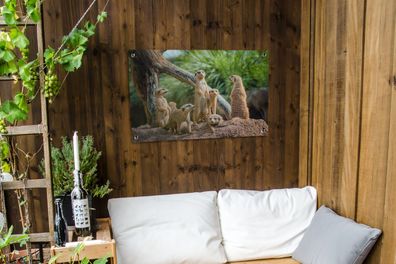 Gartenposter - 90x60 cm - Familie - Tiere - Erdmännchen (Gr. 90x60 cm)