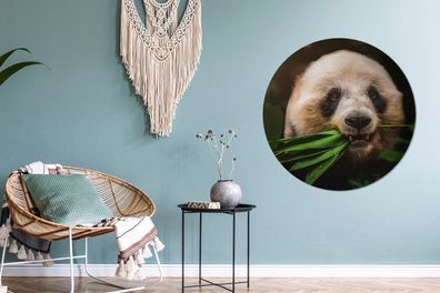 Runde Wandbilder - 90x90 cm - Tiere - Panda - Dschungel (Gr. 90x90 cm)