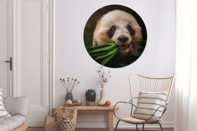 Runde Wandbilder - 120x120 cm - Tiere - Panda - Dschungel (Gr. 120x120 cm)