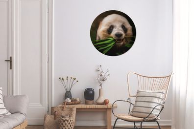 Runde Wandbilder - 60x60 cm - Tiere - Panda - Dschungel (Gr. 60x60 cm)
