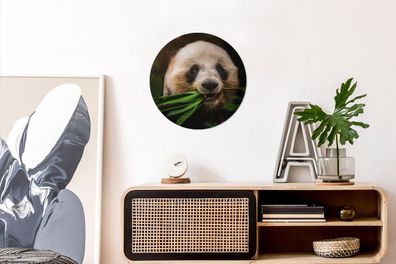 Runde Wandbilder - 30x30 cm - Tiere - Panda - Dschungel (Gr. 30x30 cm)