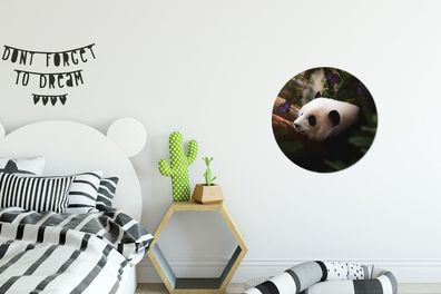 Runde Wandbilder - 30x30 cm - Tiere - Dschungel - Panda (Gr. 30x30 cm)