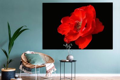 Leinwandbilder - 150x100 cm - Eine rote Pfingstrose auf schwarzem Hintergrund