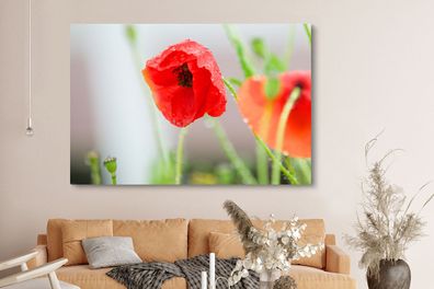 Leinwandbilder - 150x100 cm - Tau auf einer roten Mohnblume (Gr. 150x100 cm)
