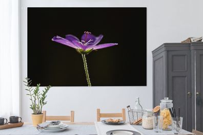 Leinwandbilder - 150x100 cm - Eine lila Geranie auf einem schwarzen Hintergrund