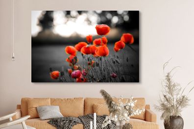 Leinwandbilder - 150x100 cm - Rote Mohnblumen vor schwarzem und weißem Hintergrund