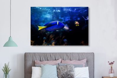 Leinwandbilder - 150x100 cm - Blauer Fisch im Aquarium (Gr. 150x100 cm)