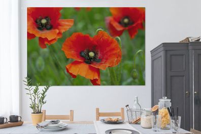 Leinwandbilder - 150x100 cm - Nahaufnahme von roten Mohnblumen (Gr. 150x100 cm)