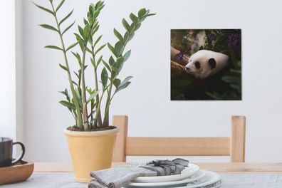 Leinwandbilder - 20x20 cm - Tiere - Dschungel - Panda (Gr. 20x20 cm)