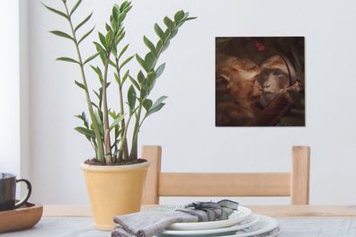 Leinwandbilder - 20x20 cm - Schmetterling - Affe - Tiere - Dschungel (Gr. 20x20 cm)