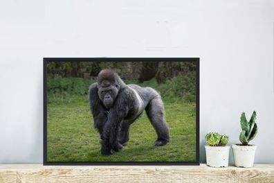 Poster - 60x40 cm - Ein Gorilla geht auf seinen Händen und Beinen (Gr. 60x40 cm)