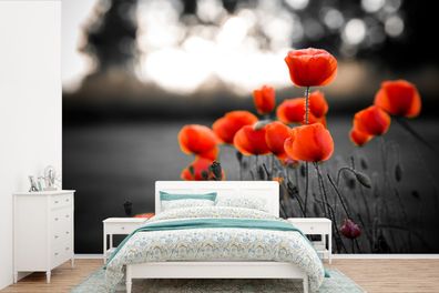 Fototapete - 330x220 cm - Rote Mohnblumen vor schwarzem und weißem Hintergrund