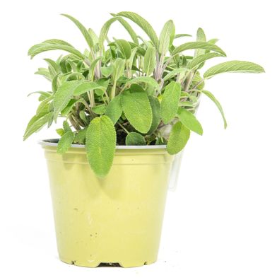 Sunny Herbs Gewürz-Salbei, im 14cm Topf, Salvia officinalis, Höhe ca. 15cm