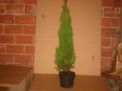 Lebensbaum Thuja occidentalis Smaragd T.B.2L 70-80 cm 90 Stück
