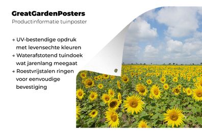Gartenposter - 120x80 cm - Sonnenblumen - Wolken - Natur (Gr. 120x80 cm)