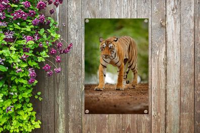 Gartenposter - 40x60 cm - Schleichender Tiger (Gr. 40x60 cm)