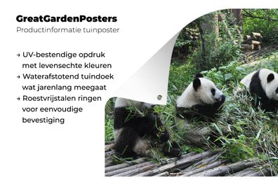 Gartenposter - 60x40 cm - Panda - Natur - Bambus (Gr. 60x40 cm)