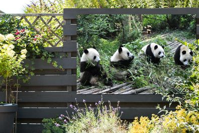 Gartenposter - 120x80 cm - Panda - Natur - Bambus (Gr. 120x80 cm)