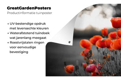 Gartenposter - 120x80 cm - Rote Mohnblumen vor schwarzem und weißem Hintergrund