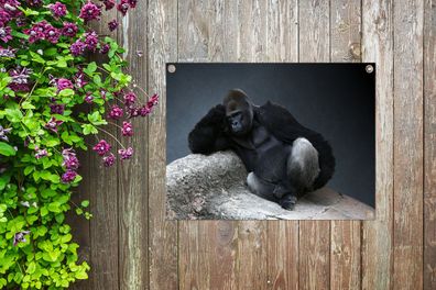 Gartenposter - 80x60 cm - Gorilla entspannt auf einem Felsen (Gr. 80x60 cm)