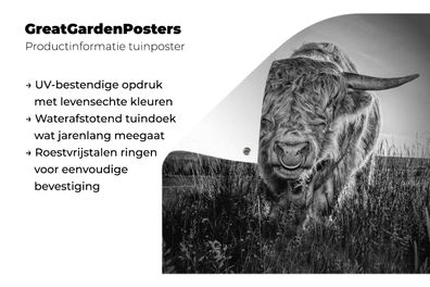 Gartenposter - 200x200 cm - Schottischer Highlander - Schwarz - Weiß (Gr. 200x200 cm)
