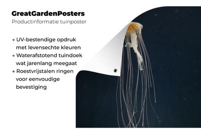 Gartenposter - 200x200 cm - Qualle - Orange - Meer (Gr. 200x200 cm)