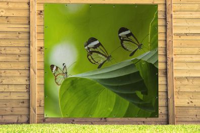 Gartenposter - 200x200 cm - Transparenter Schmetterling auf einem Blatt in Costa Rica