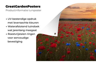 Gartenposter - 200x100 cm - Blaue Mohnblumen zwischen roten Mohnblumen